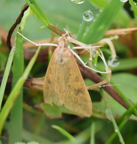Réf. 260 669 : Udea ferrugalis